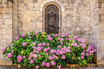 bloeiende hortensia's tegen de muur van de kathedraal