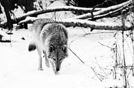 kou en wolf. Gevaarlijke beestenjacht snuift prooi op. Grijze wolf vrouwtje in de sneeuw, mooi sterk van Michael Semenov thumbnail