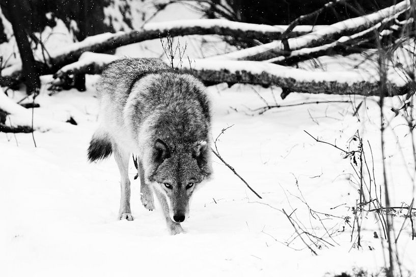 kou en wolf. Gevaarlijke beestenjacht snuift prooi op. Grijze wolf vrouwtje in de sneeuw, mooi sterk van Michael Semenov