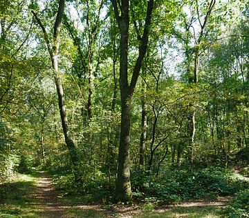 Wald an einem sonnigen Tag im Spätsommer von Wim vd Neut