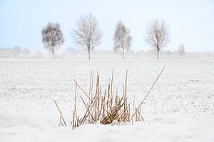 Niederländische Winterlandschaft #1