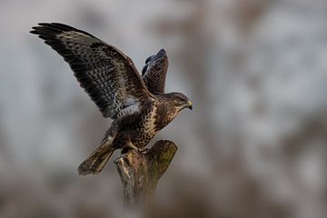 Buizerd - Roofvogel - met gespreide vleugels van Gianni Argese