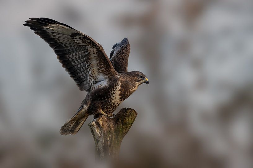 Buse - Oiseau de proie - avec les ailes déployées par Gianni Argese