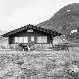 Kuh im Regen in Norwegen von Charlotte Dirkse