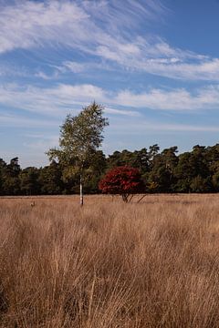 Landschap De Hoge Veluwe 3 - Herfst in Hoenderloo van Deborah de Meijer