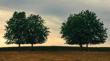 Wächter des Waldes: Majestätische Bäume bewachen die Plantage von AVP Stock