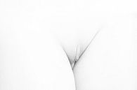 Künstlerische Vagina Nackt in High Key Schwarz und Weiß von Art By Dominic Miniaturansicht