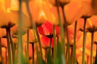 Hollandse tulpen in volle bloei tijdens de lente van gaps photography thumbnail