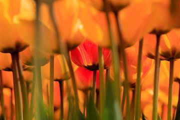Hollandse tulpen in volle bloei tijdens de lente van gaps photography