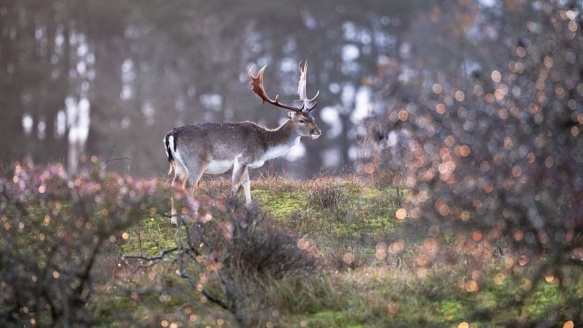 Fallow deer in morning light by Vincent Croce