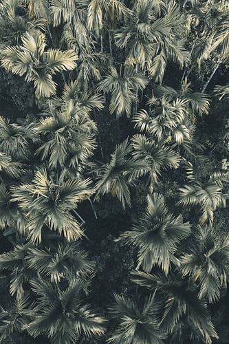 Luchtfoto van palmbomen | reisfotografie print | Sri Lanka