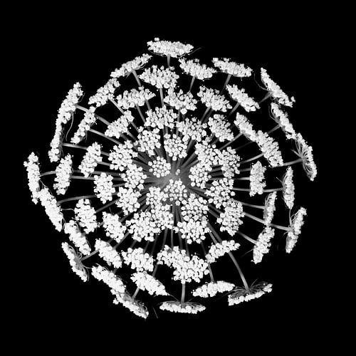 Bloem zwart wit no. 1 / close-up