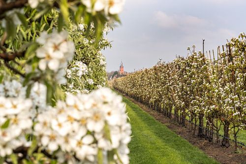Bloesem in de Betuwe