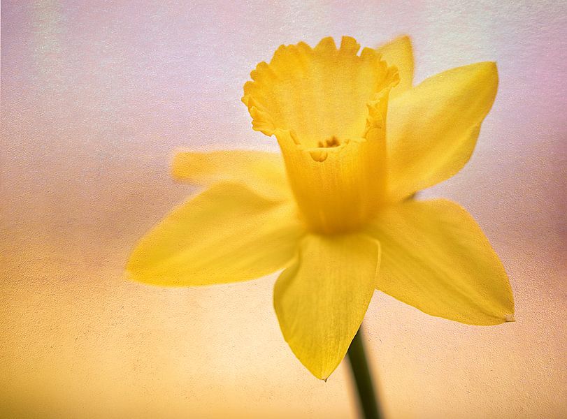 Daffodil Spring Festival by natascha verbij