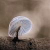 Porcelain mushroom by Ralf Köhnke