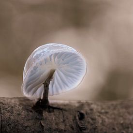 Champignon en porcelaine sur Ralf Köhnke