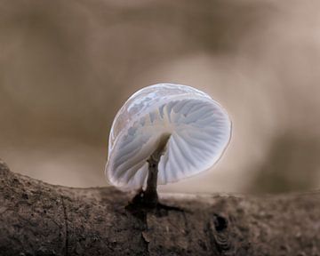 Porcelain mushroom