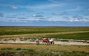 Chevaux en dehors de la région de la mer des Wadden sur Jan Sportel Photography