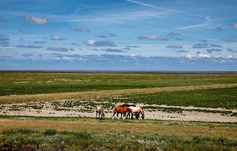 Paarden buitendijks waddengebied van Jan Sportel Photography