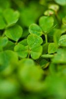 Clover