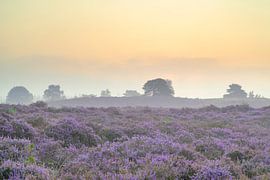 Zonsopgang boven een heidelandschap van Sjoerd van der Wal Fotografie