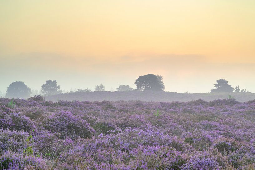 Sunrise over a heather landscape  by Sjoerd van der Wal Photography