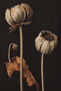 Still life with dried flowers, flatlay by Carla Van Iersel