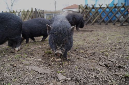 1 jaar oude minivarkens in de tuin