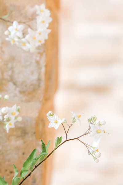 Takje met witte bloemen voor een pastel-kleurige muur van Marika Huisman fotografie