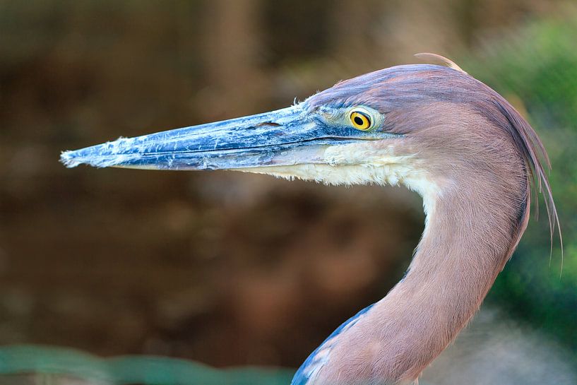 Reuzenreiger (Ardea goliath) zijaanzicht van Dennis van de Water