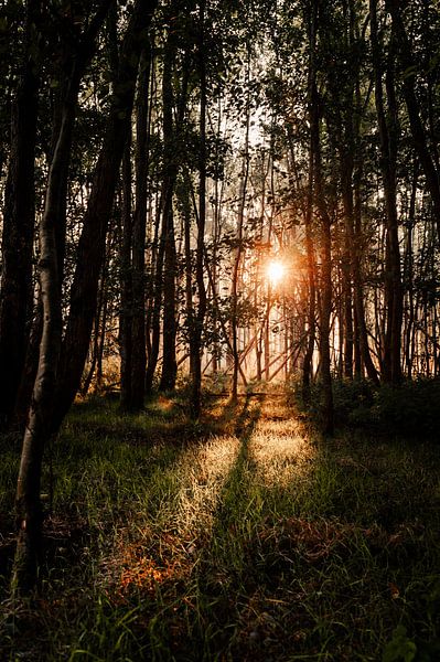 La lumière du soleil tombe sur l'herbe à travers les arbres du Bos Leeuwarder par Nando Foto