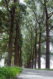 onderweg tussen de bomenrijen by Martin Hulsman