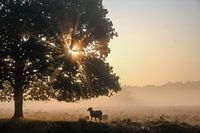 Drenthe Schafe