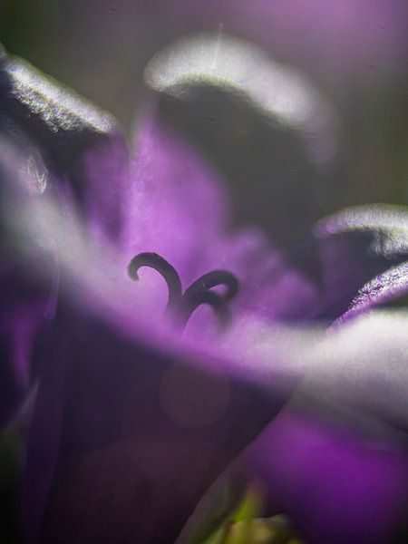 Détails de Campanula par Mr White Takes Pictures