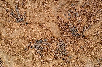 Gegraveerd - De zandcode