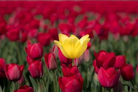 Rood en geel von Moetwil en van Dijk - Fotografie