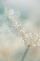 Pastellfarbene Abstraktion: Wassertropfen auf einem spinnwebartigen Flaum