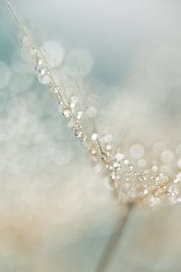 Pastellfarbene Abstraktion: Wassertropfen auf einem spinnwebartigen Flaum