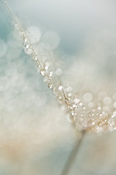 Pastellfarbene Abstraktion: Wassertropfen auf einem spinnwebartigen Flaum von Marjolijn van den Berg