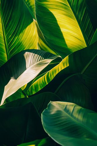 Feuilles vertes