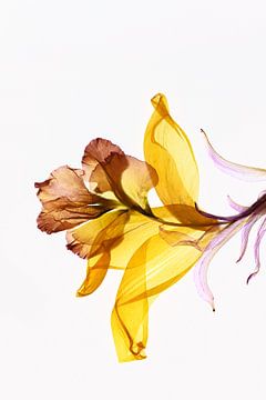 Full bloom