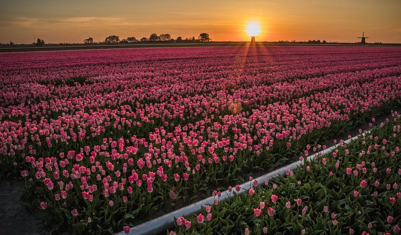 Pink Tulips by peterheinspictures