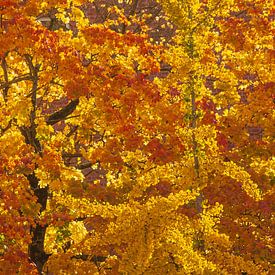 Golden, colourful autumn leaves on a tree, Bremen, Germany by Torsten Krüger
