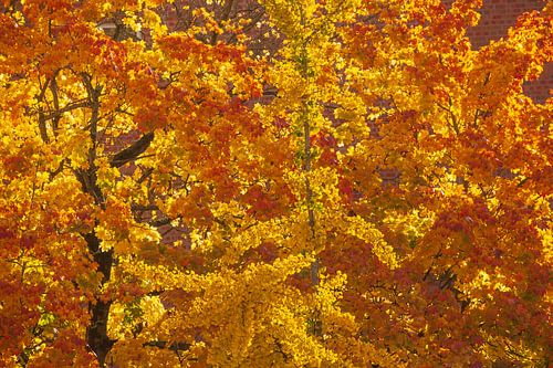 Golden, colourful autumn leaves on a tree, Bremen, Germany