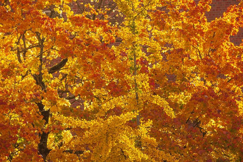 Goldenes , buntes Herbstlaub an einem Baum, Bremen, Deutschland von Torsten Krüger