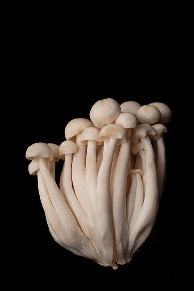 white beech mushroom by zippora wiese