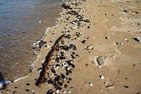 Schelpen op het strand Bretagne