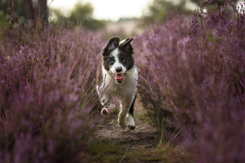 Welpe Border Collie von Meijer Mandy