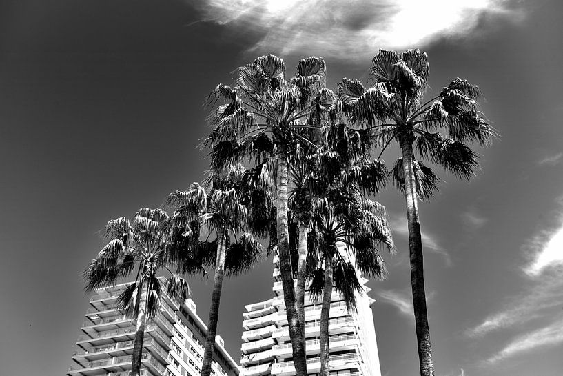 Palm trees, Spain (black and white) by Rob Blok