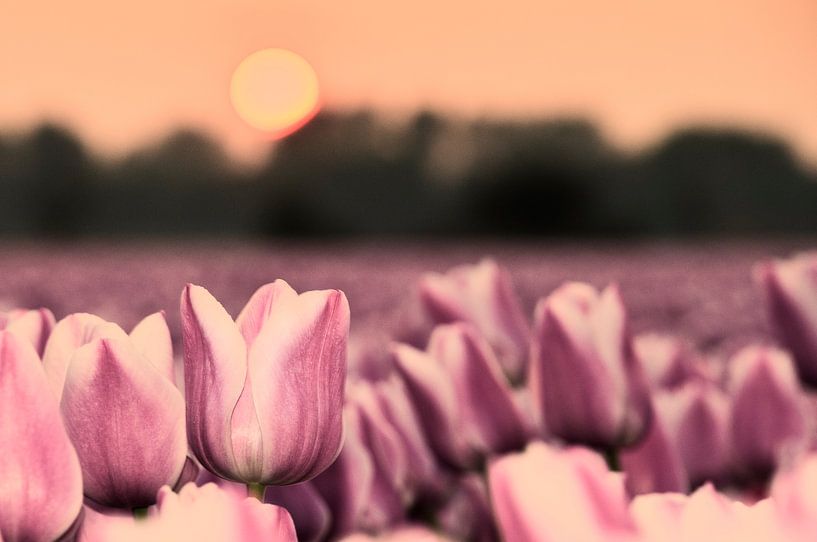 Champ de tulipes au coucher du soleil par Tammo Strijker
